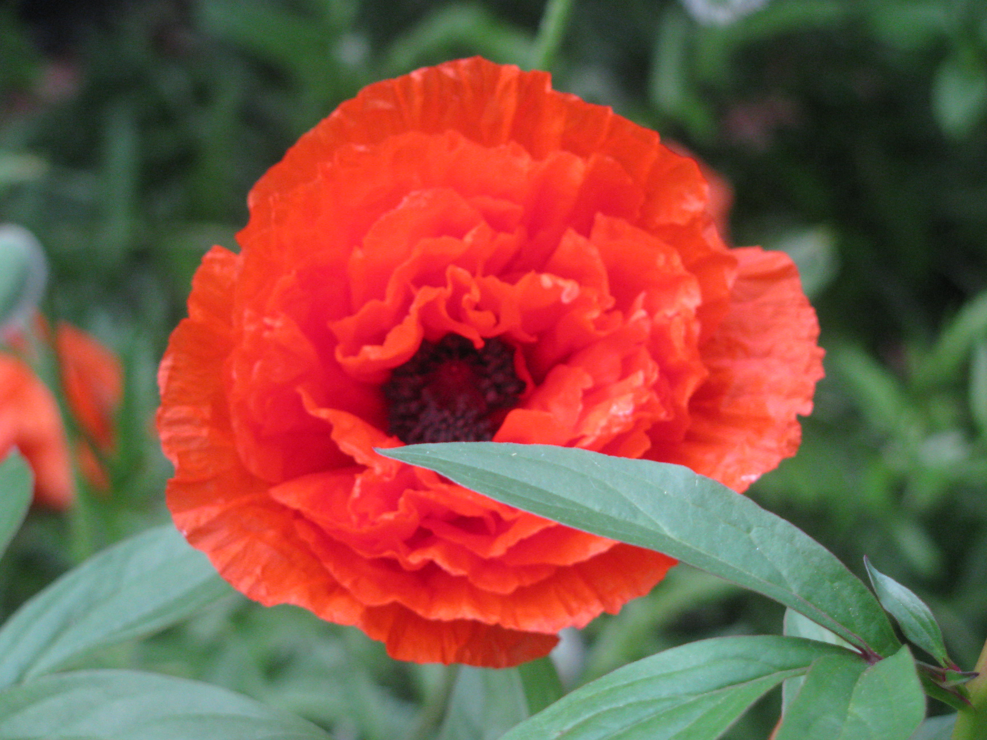 poppies 3.JPG